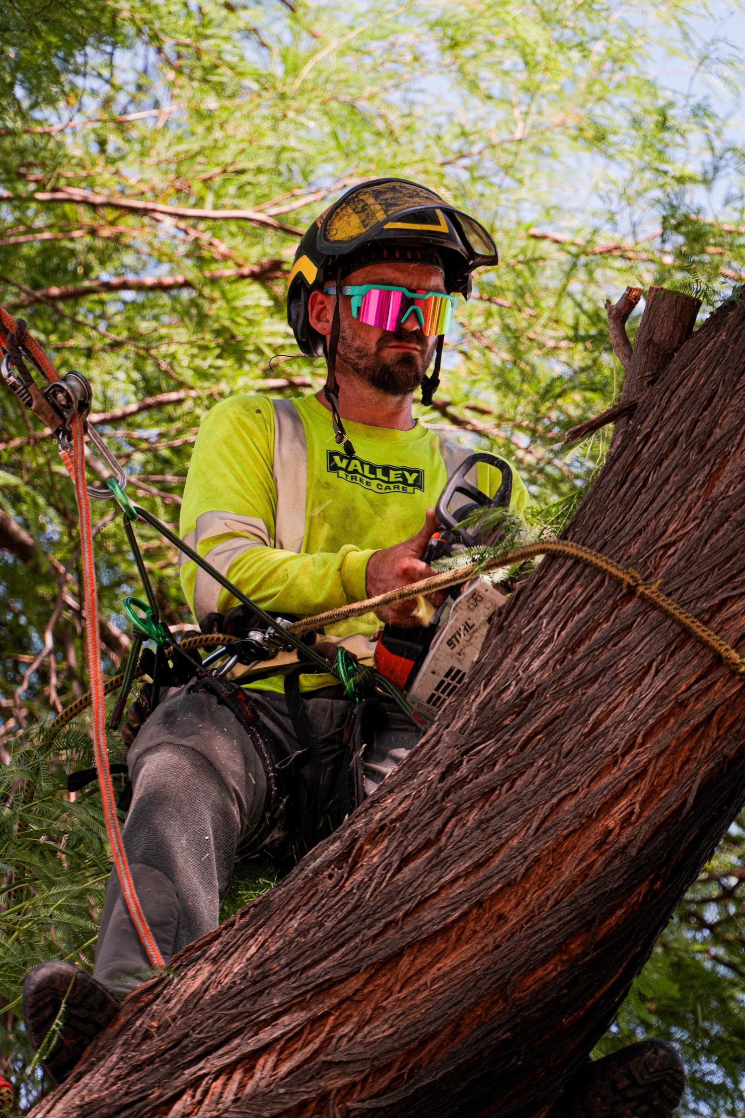 Valley Tree Care — climber on the job