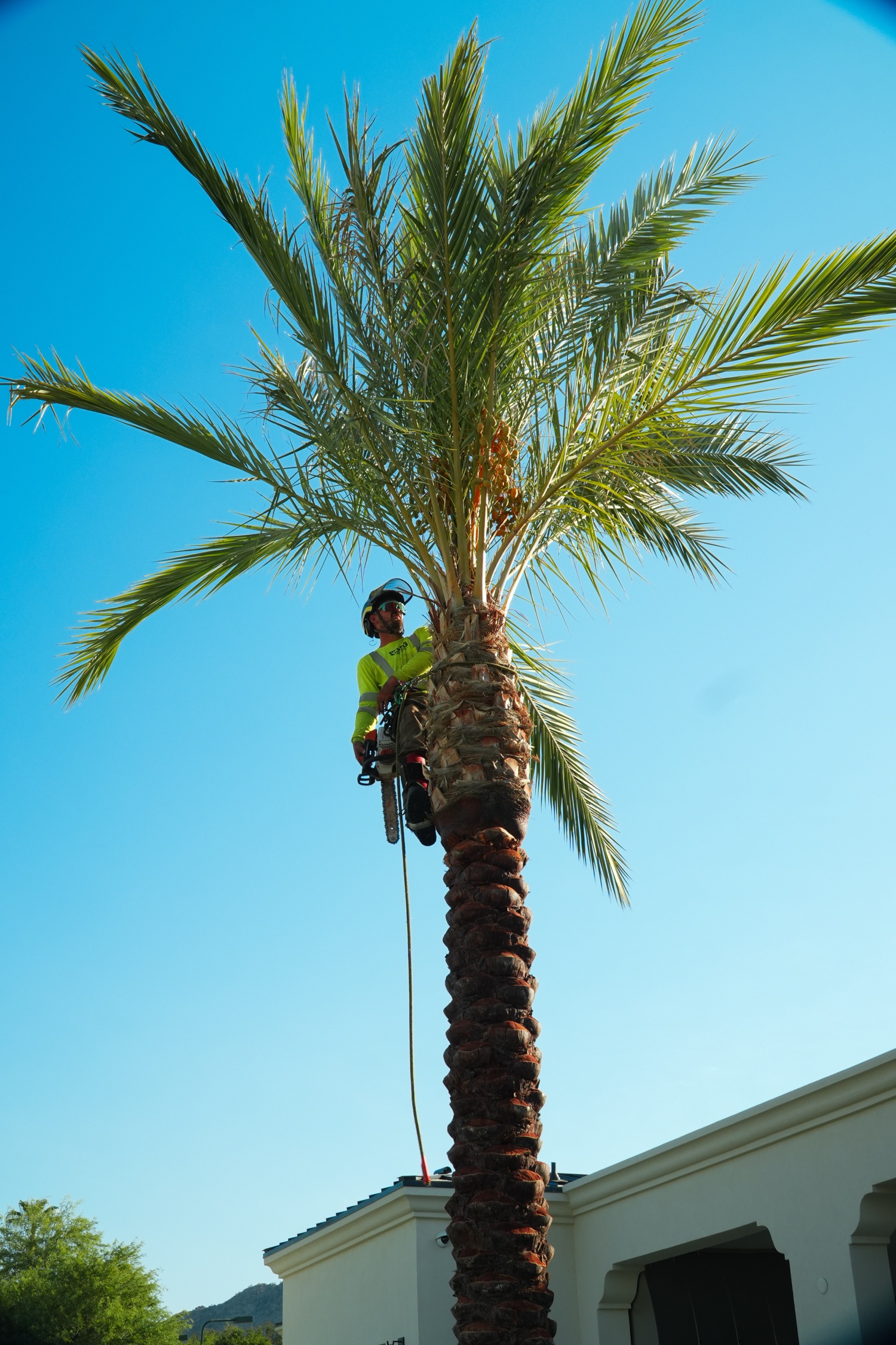 Valley Tree Care — on the job