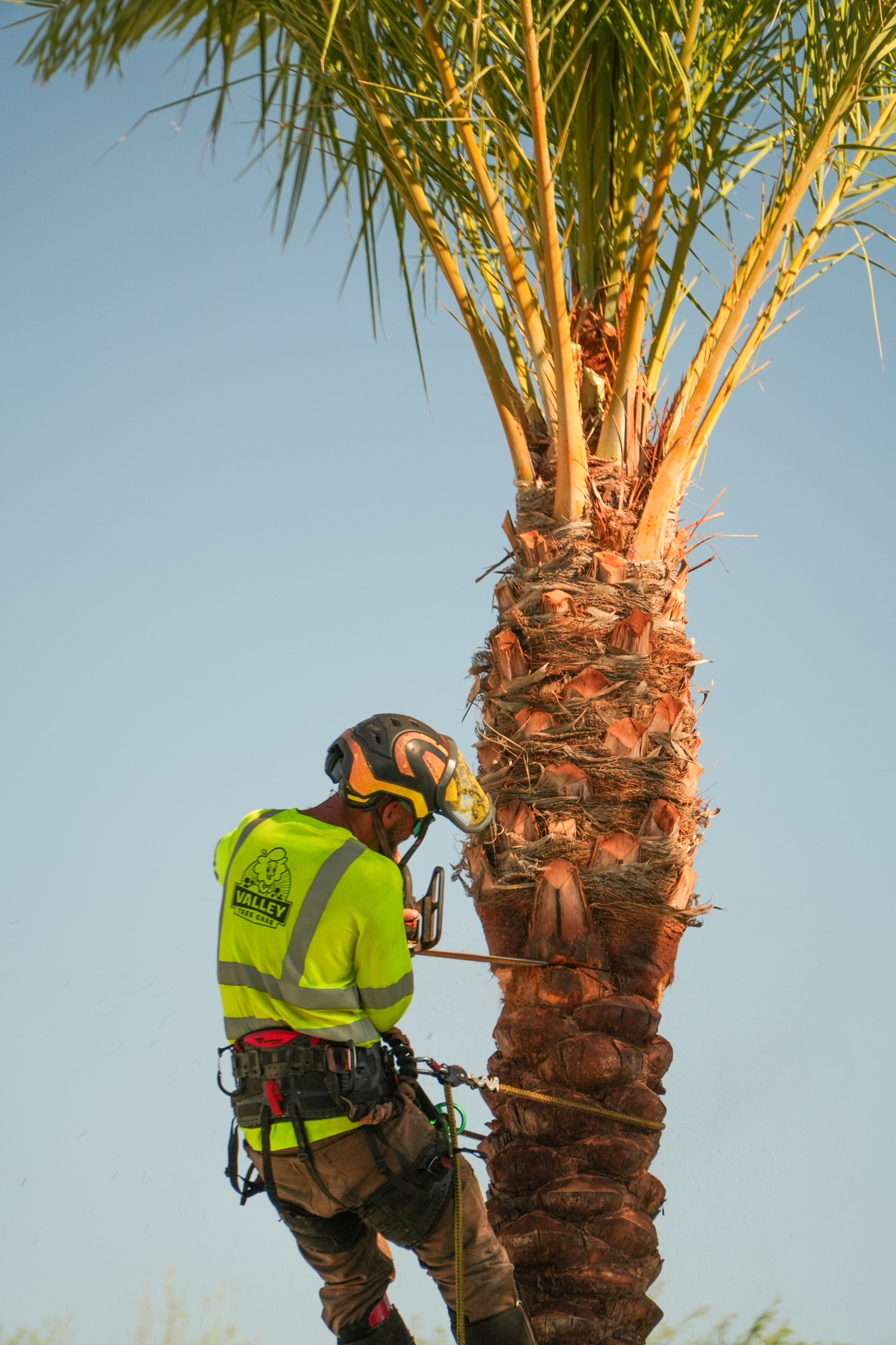 Valley Tree Care — on the job
